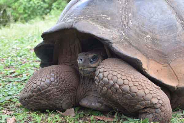 galapagos tortoise