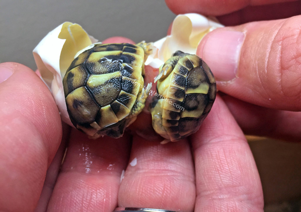 hermann's tortoise twins