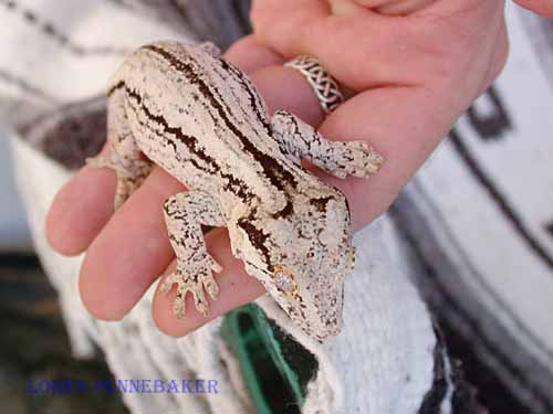 gargoyle gecko