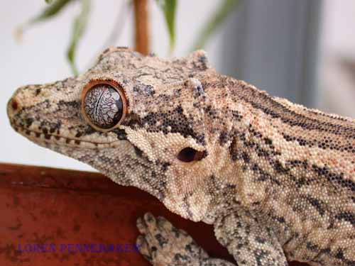 gargoyle gecko