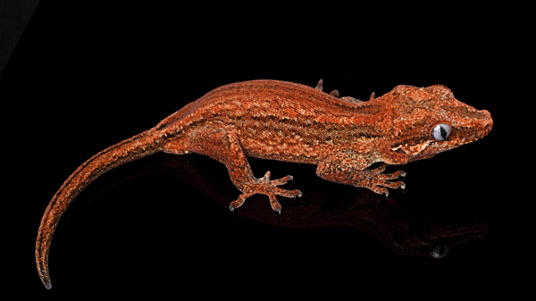 gargoyle gecko