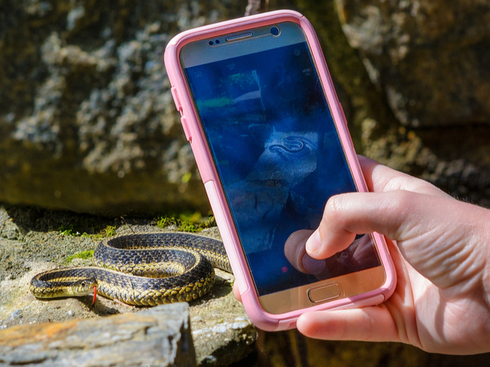 garter snake and camera phone