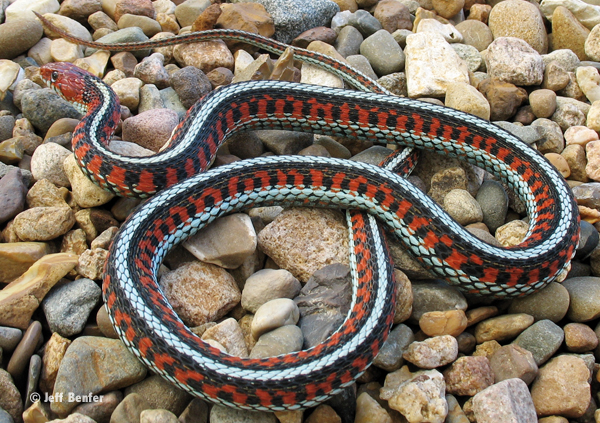 California red sided garter snake
