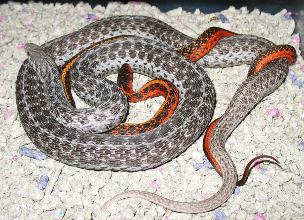 garter snakes breeding