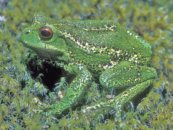 Gastrotheca dysprosita marsupial frog