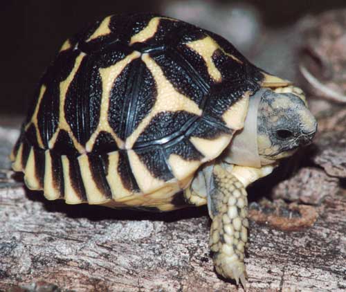 Star tortoise 
