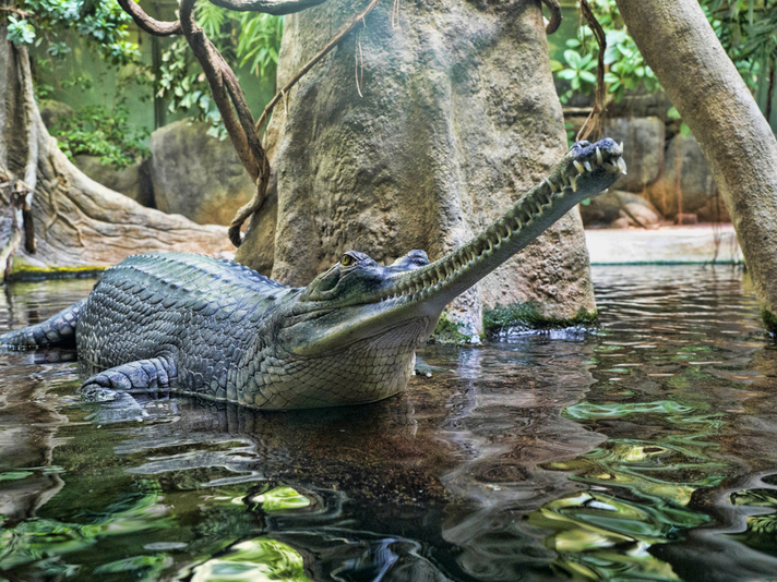 Gharial