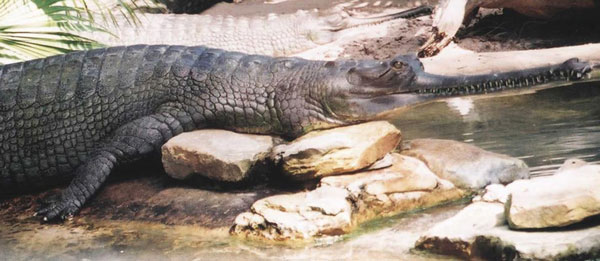 gharial