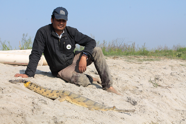 gharial release