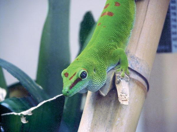 Giant day gecko 