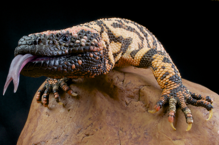 gila monster