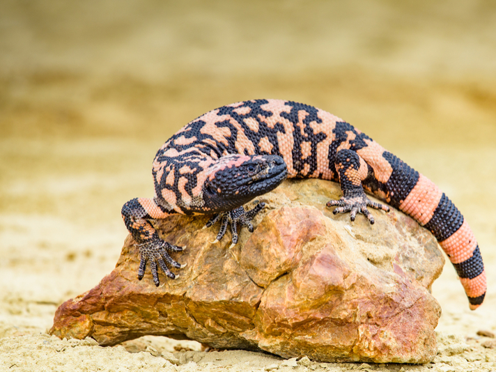 Gila monster