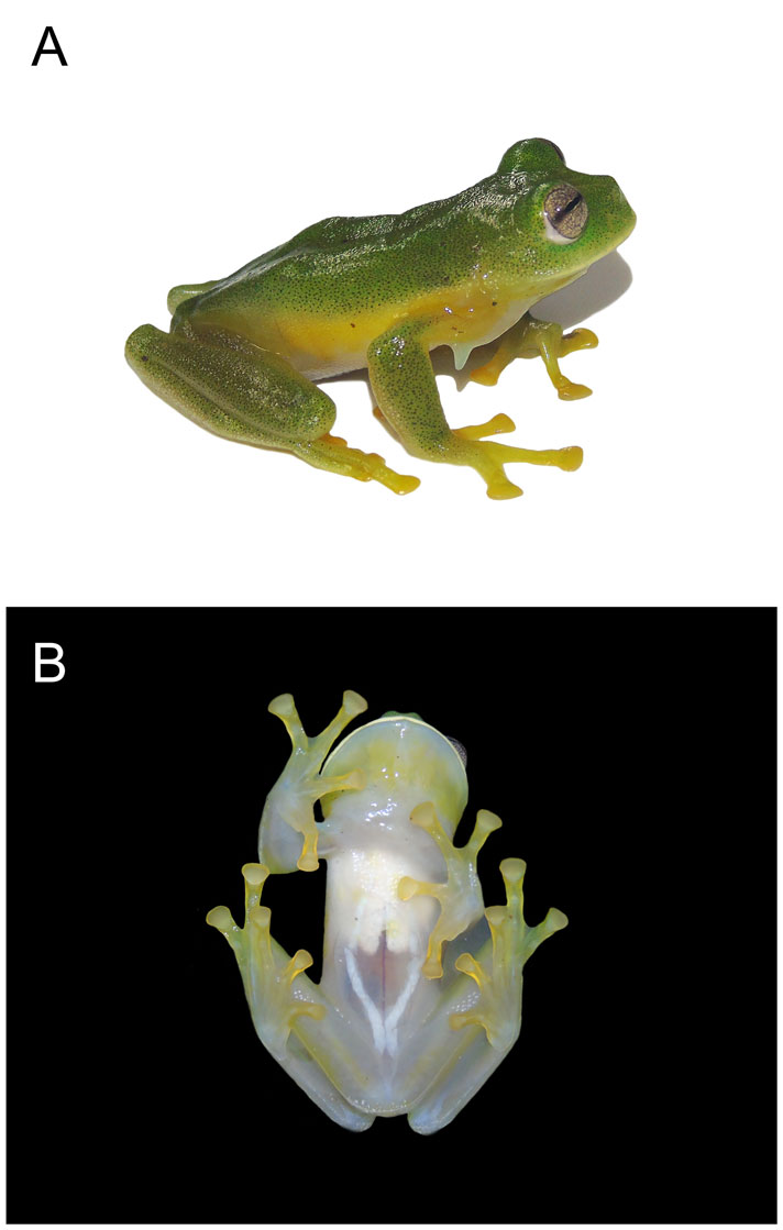 Glass frog