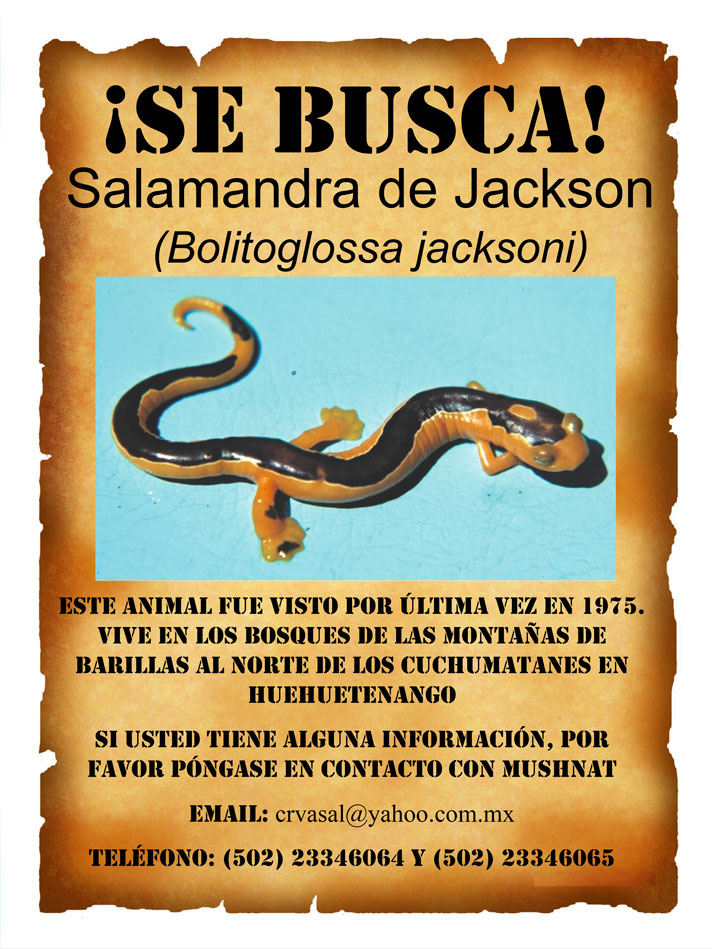 The poster which helped lead to the rediscovery of the Jackson's climbing salamander