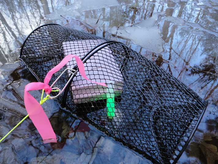 A glow stick used to attract amphibians.