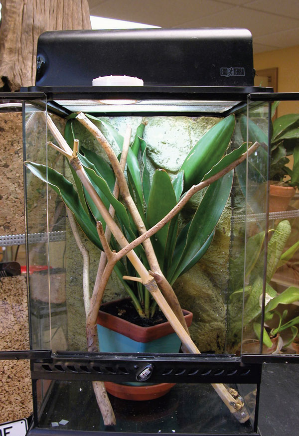 gold dust day gecko enclosure