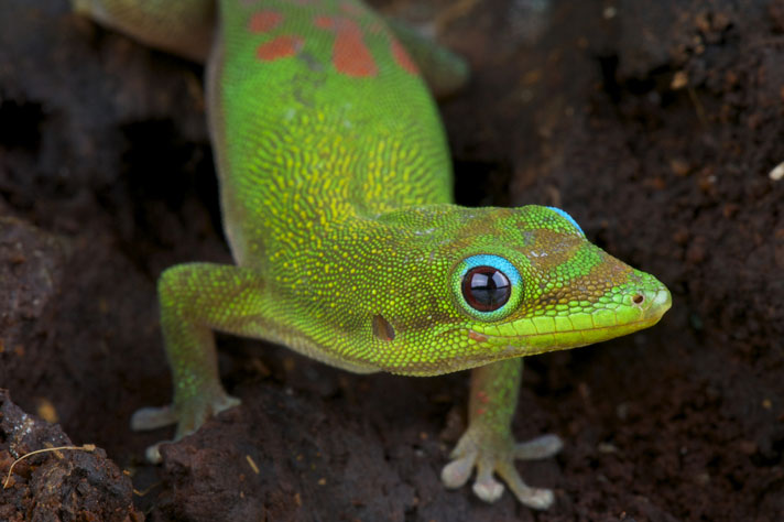 green pet lizards