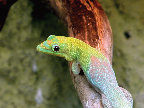 gold dust day gecko