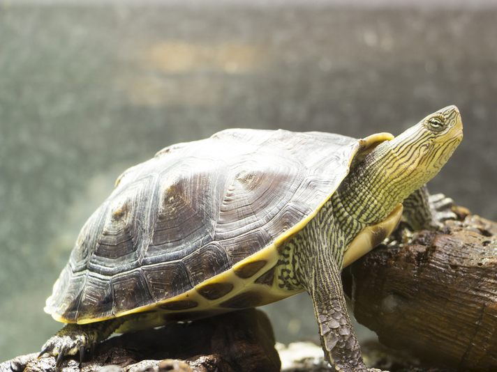 Aquatic Turtle Habitat Aquarium Large Reptile Vietnam