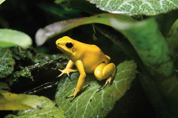 Golden Poison Dart Frog, Online Learning Center