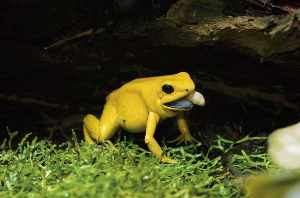 Phyllobates terribilis 'Yellow' - Golden Poison Dart Frog (Captive