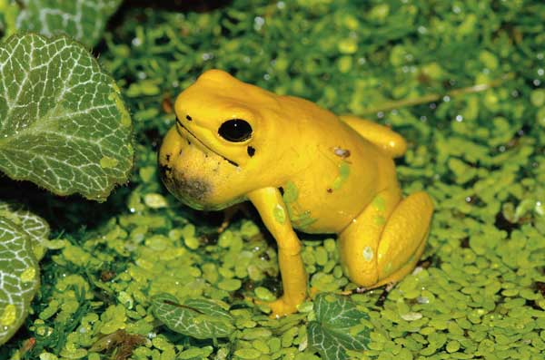 Golden Poison Dart Frog, Online Learning Center