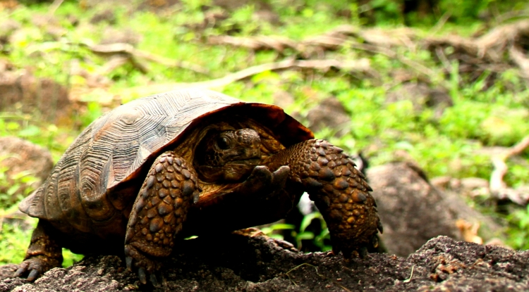 goode's thornscrub tortoise
