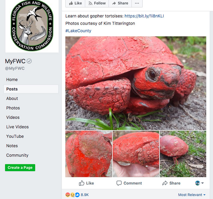 A gopher tortoise covered in red paint was found in Florida.