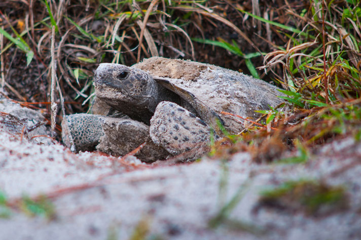 Gopher tortoise emerges from its burrow