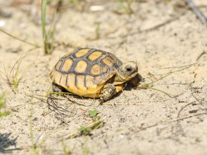gopher tortoise hatchling