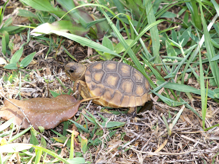 juvenile gopher tortoise