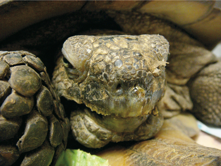 gopher tortoise with rhinitis