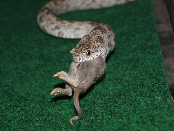 gray rat snake