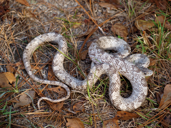gray rat snake