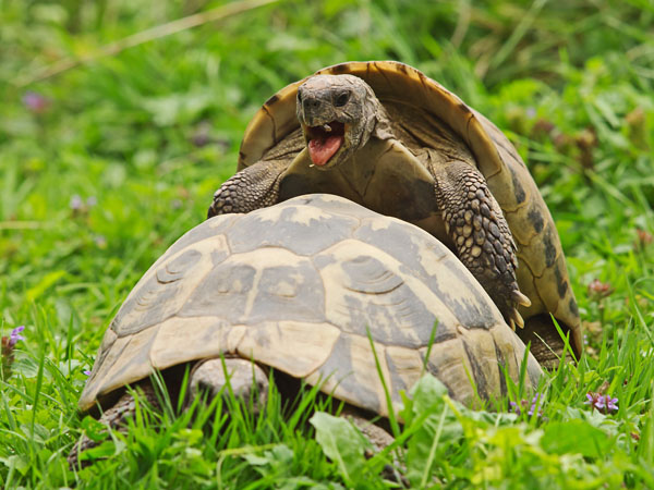 greek tortoise breeding