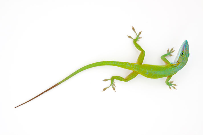 green anole