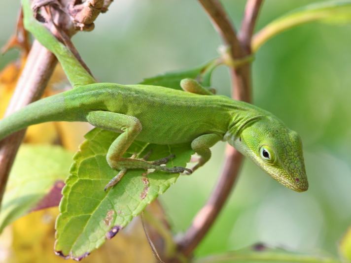 green anole