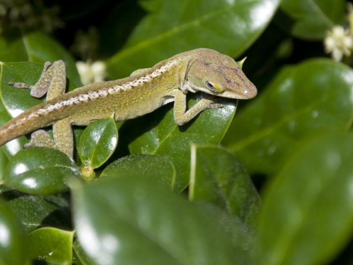Anole lizards evolve rapidly