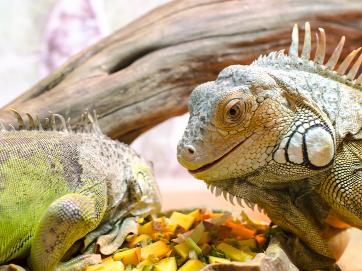 Green iguana eating