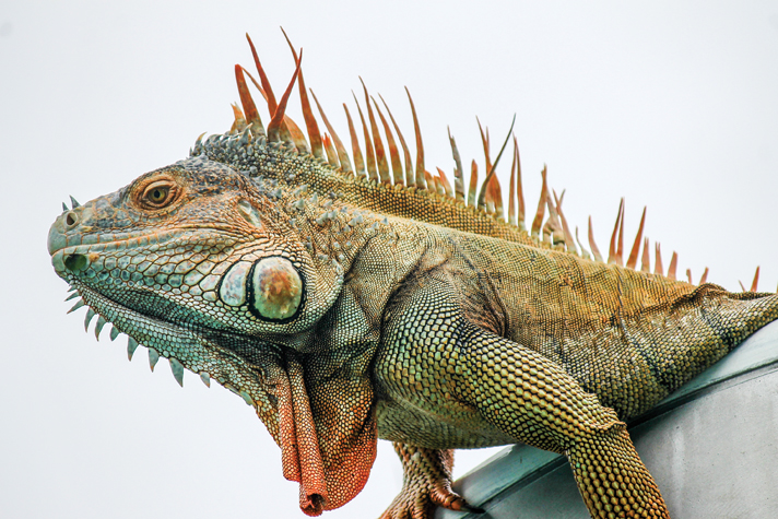 Green iguana