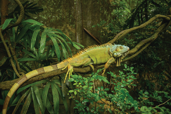 Green iguana