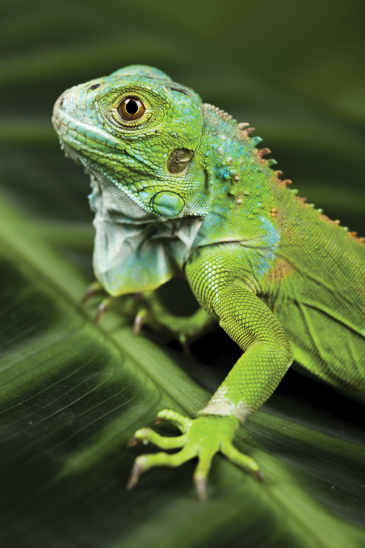 green iguana