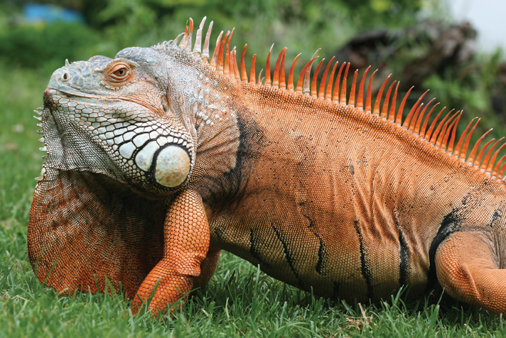 full grown iguana