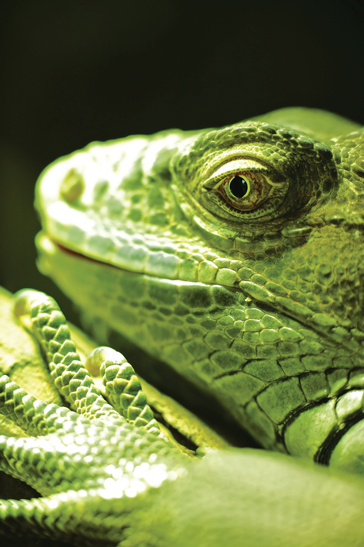 green iguana