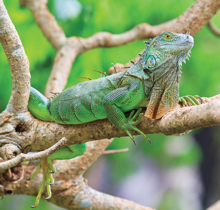 Green iguana