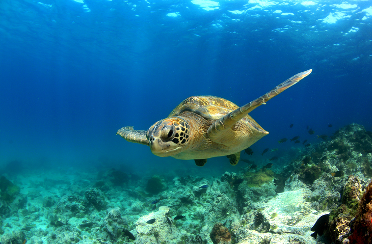 green sea turtle