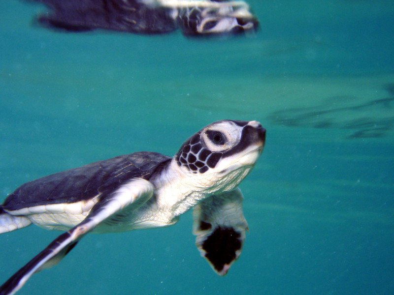 green sea turtle