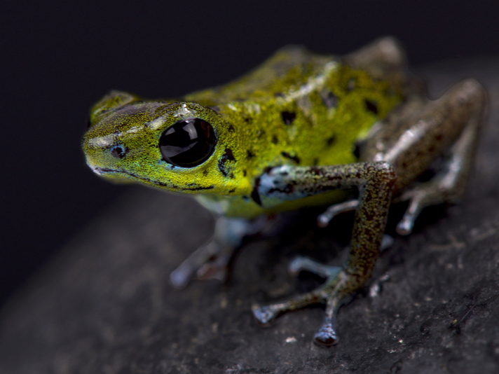 green strawberry dart frog