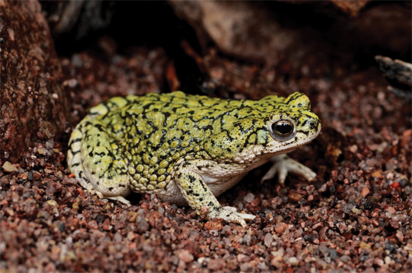 green toad