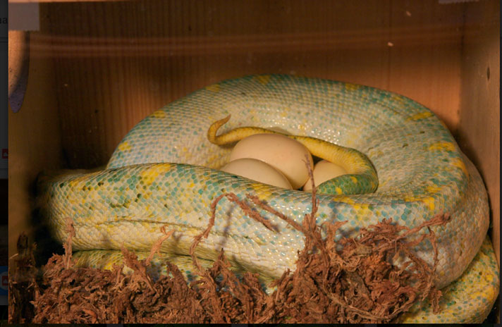 green tree python mother with eggs.